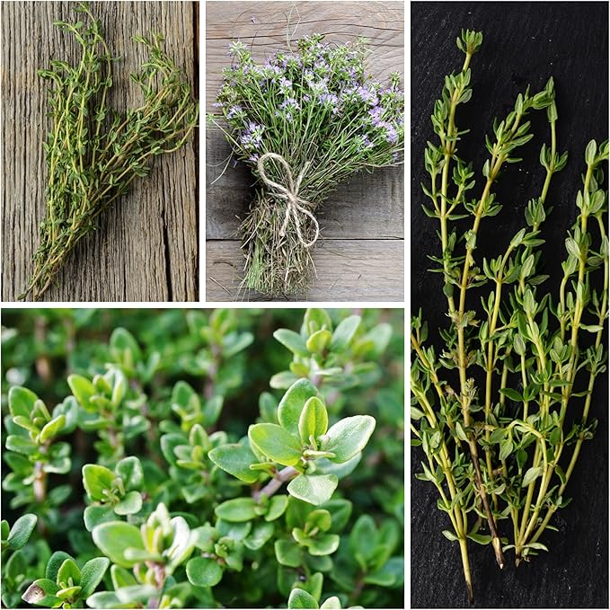 Seed Needs Sweet Marjoram & Thyme Seeds for Planting Fresh Kitchen Herbs - Non-GMO Heirloom & Untreated Perennial Herb Seed to Plant a Culinary Garden Indoors or Outdoors (2 Packs)