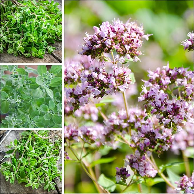 Seed Needs Sweet Marjoram & Italian Oregano Seeds for Planting Fresh Kitchen Herbs - Non-GMO Heirloom & Untreated Perennial Herb Seed to Plant a Culinary Garden Indoors or Outdoors (2 Packs)